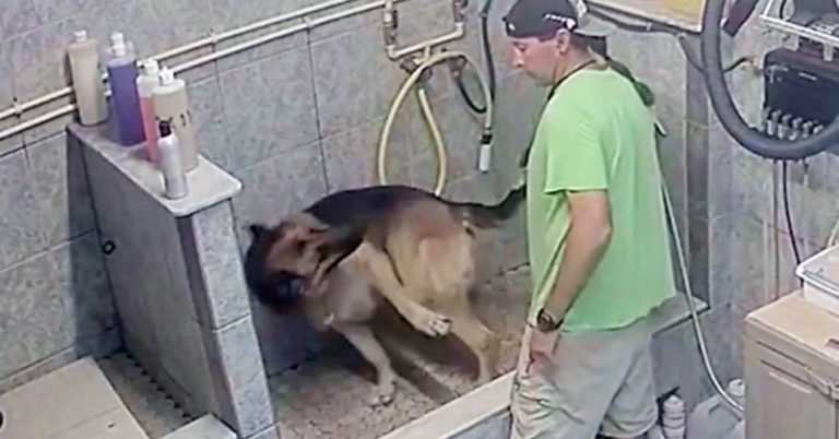 Groomer Arrested For Breaking Service Dog’s Tail After It ‘Wouldn’t Sit Still’