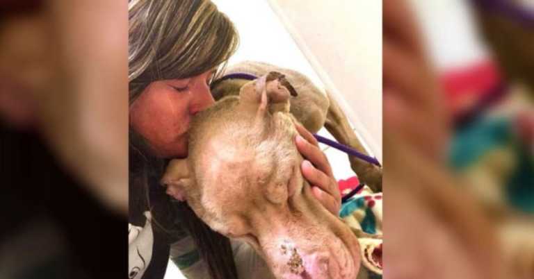 Woman Holds Dying Shelter Dog In Her Arms All Night So He Won’t Pass Away Alone