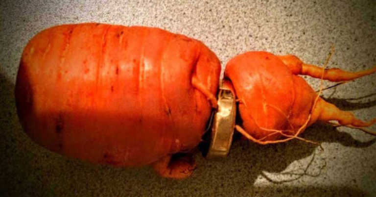 3-Yrs-After Losing Wedding Ring, Elderly Farmer Plucks Unusual Looking Carrot From His Garden.