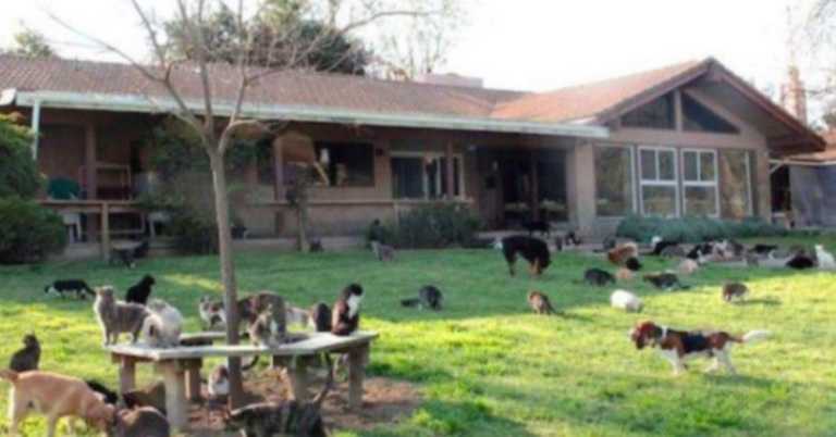 Step Inside The Home Of A Woman Living With 1000 Cats