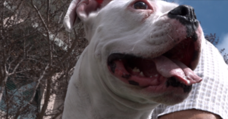 Deaf Dog Saved Owner’s Life After He Suffered A ‘Widow-Maker’ Heart Attack