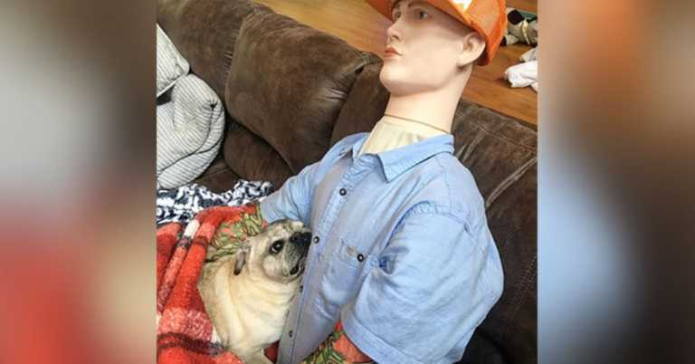 Senior Dog With Separation Anxiety Finds Comfort In Arms Of Mannequin Posing As Owner