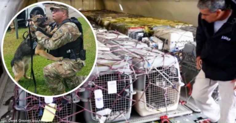 92 Military K9s Are Coming Home After Serving In Afghanistan