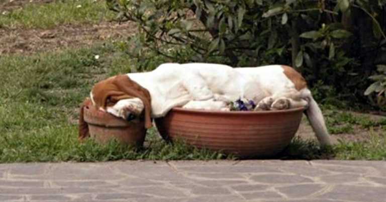 22 Dogs Who Can Fall Asleep Literally Anywhere.