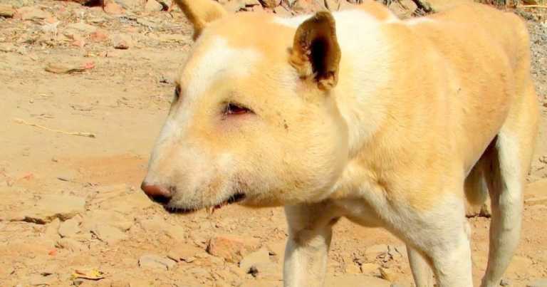 The Real Story Behind Dog’s ‘Weird’ Appearance Is Breaking Dog Lovers’ Hearts