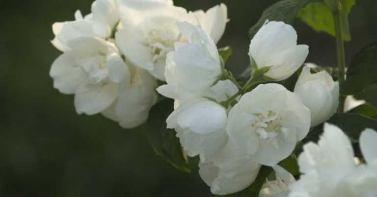 Keeping A Jasmine Plant In Your Room Reduces Anxiety, Panic Attacks And Depression, Says Study