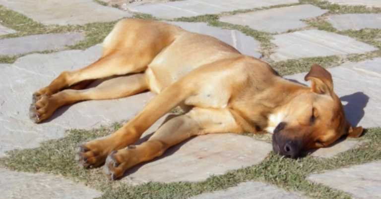 Dog Dies After Routine Walk And Now Owner Is Warning Others About The Signs Of Heat Stroke