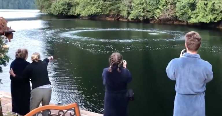 Onlookers Capture Video Of Whales Bubble Net Feeding