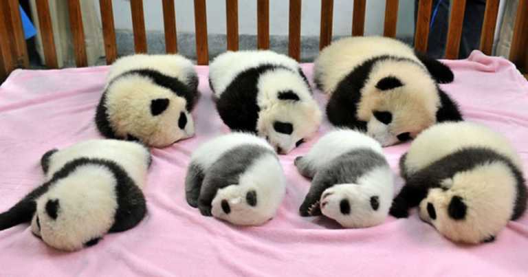 A Baby Panda Daycare Exists And It’s Open For Visitors