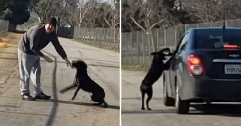 Good Samaritan Shares Heartbreaking Video Of Dog Being Abandoned At Lake