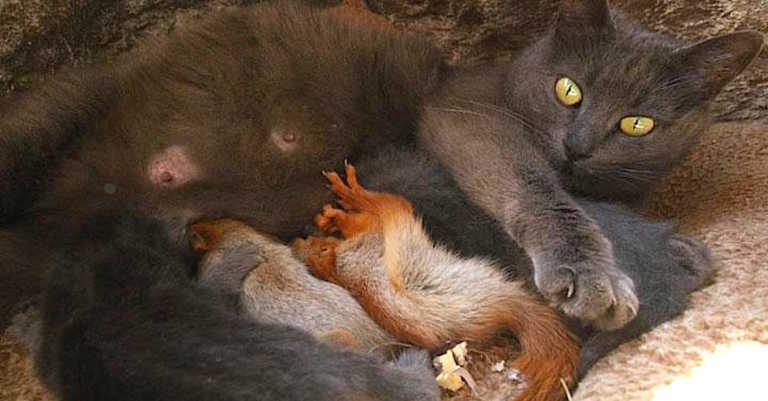 Mama Cat Delivers 4 Kittens And Then Doubles Her Family By Adopting 4 Orphaned Baby Squirrels