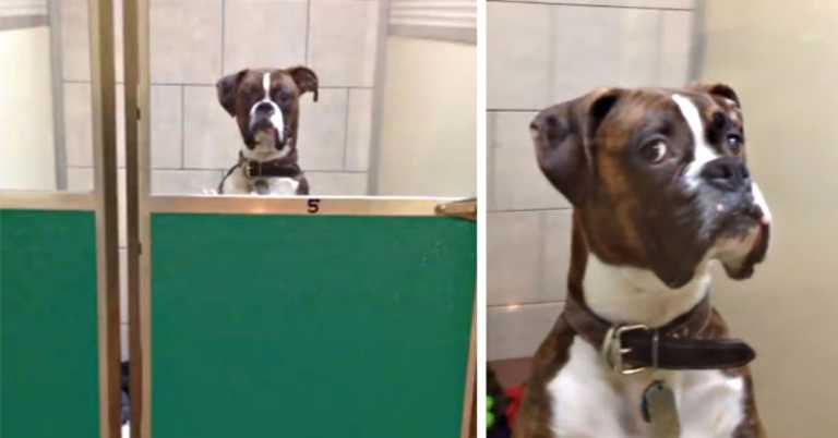 Jilted Dog Has Hilarious Reaction To Owner Picking Him Up At Kennel After Vacation.
