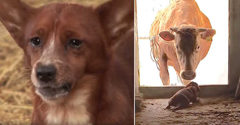 Heartbroken Dog Cries All Day Over Missing Cow That Raised Him, Then Finally Sees Her Face Again