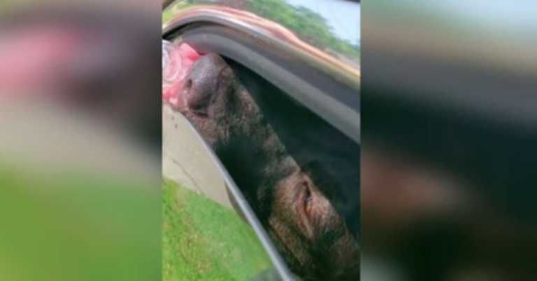 Veteran Sees Puppy In Hot Car And Breaks The Law To Save Him