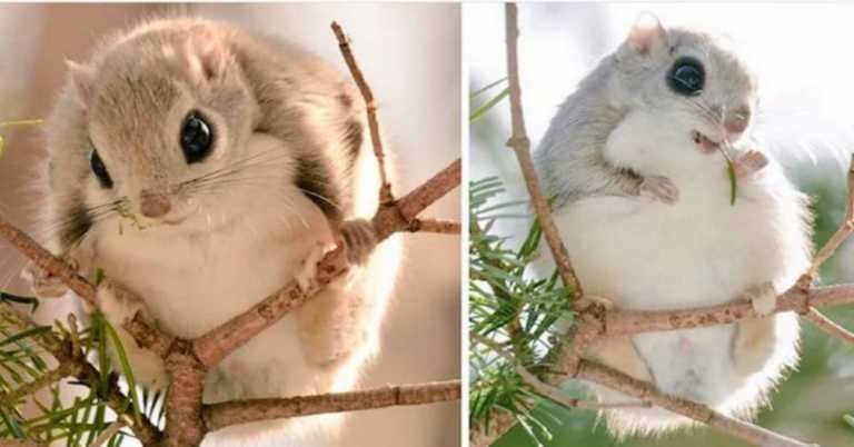 These Adorable Squirrels Can Only Be Found On One Japanese Island