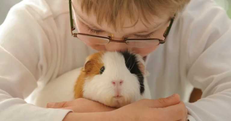 It’s Illegal To Own Just One Guinea Pig In Switzerland Because They Get Lonely