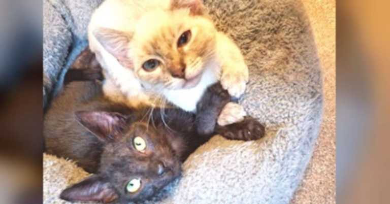 Foster Cats Are So Attached They Intertwine Each Other’s Paws