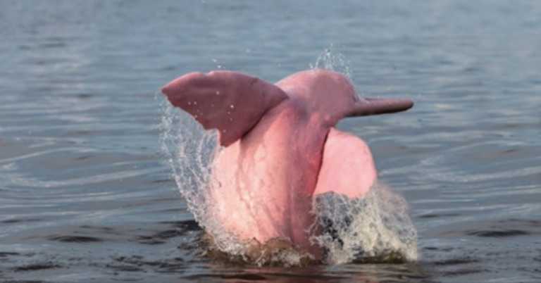 Boaters Spot Pink Dolphin in Louisiana River With Her Pink Baby Calf