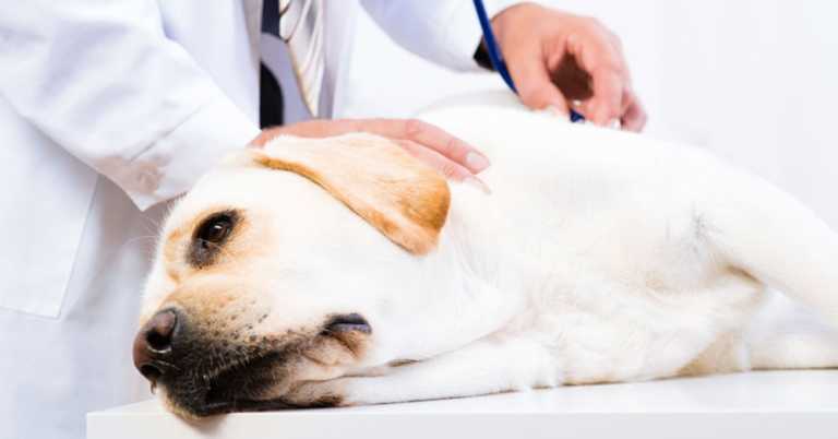Vet Reveals Heartbreaking Details Of Our Pets’ Final Moments Before Being Put Down
