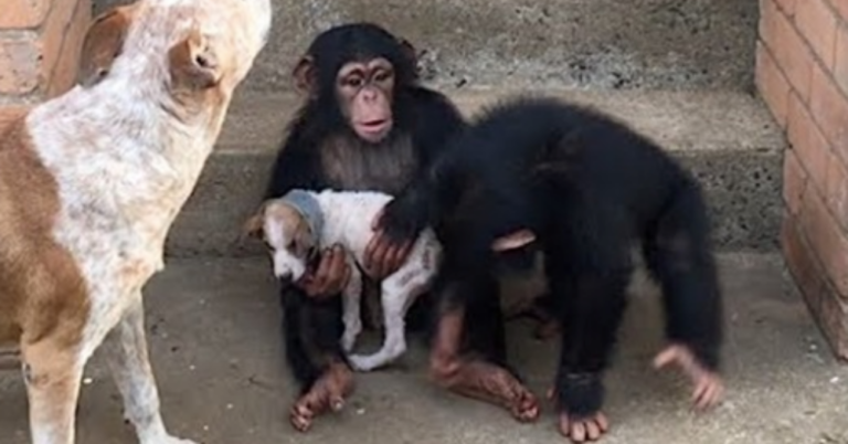 Dying Puppy Rescued From Roadside Makes Amazing Recovery At Chimp Sanctuary