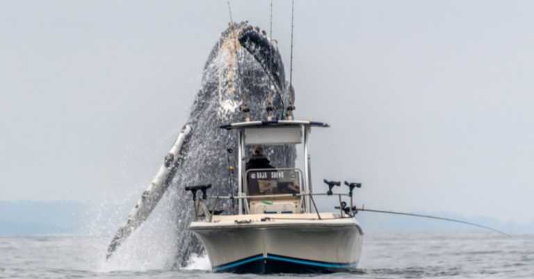 Incredible Footage Shows Humpback Whale Almost Crushing Fishing Boat