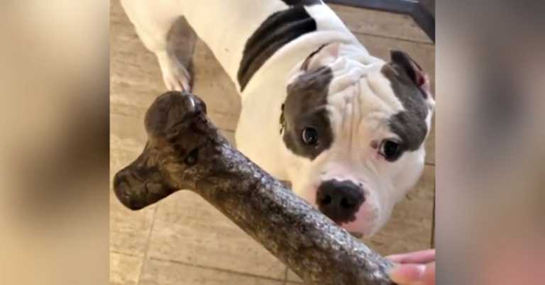 Mom Hands Bulldog A Treat & Captures His Hilarious Celebration Dance On Video.