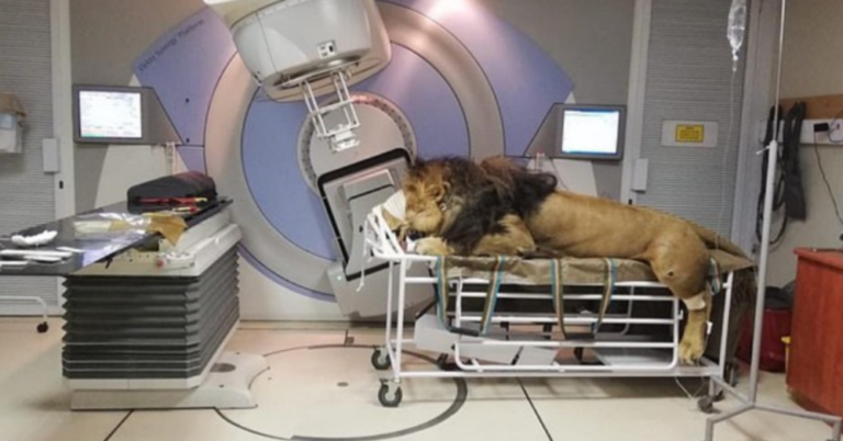 Lion With Skin Cancer Has Received Radiation Therapy In Hospital