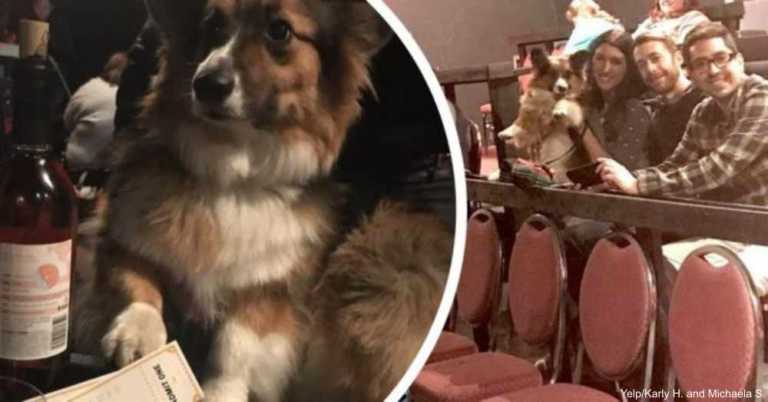 Texas Movie Theater Allows You To Bring Your Dog And Drink Bottomless Wine For $15