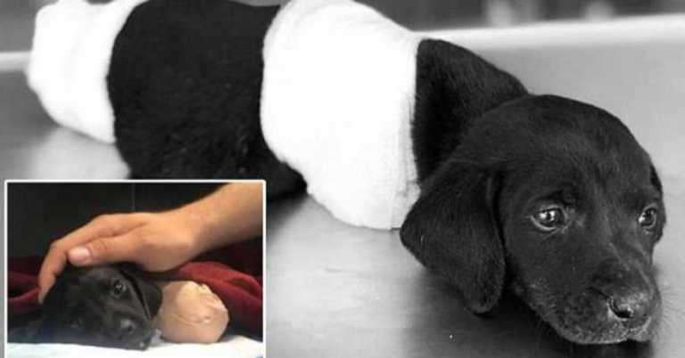 Police Are Looking For The Person Who Chopped Off This Puppy’s Legs And Tail And Left It For Dead