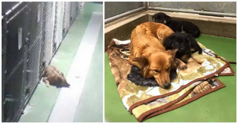 Pet Motel Camera Captures Dog Sneaking Out Of Her Kennel To Comfort 2 Crying Foster Puppies