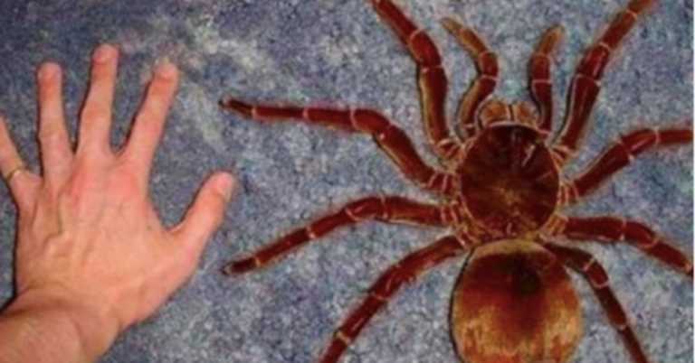 Meet The Goliath Birdeater, The World’s Largest Tarantula That Eats Sparrows