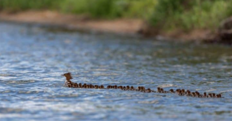 “Super Mom” Mother Duck Caught On Video With 76 Ducklings In Tow