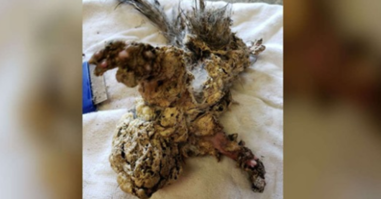 Teens Drop Everything To Help Rescue Squirrel Covered In Foam Insulation