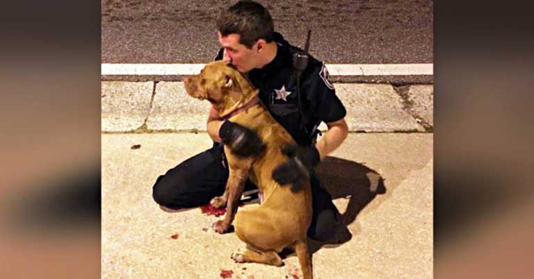 Cop Responding To Call About Pit Bull Realizes She’s Hurt & Refuses To Leave Her Side