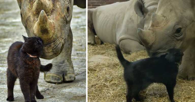 Cat Cuddles With Endangered Black Rhino In Incredible Viral Video