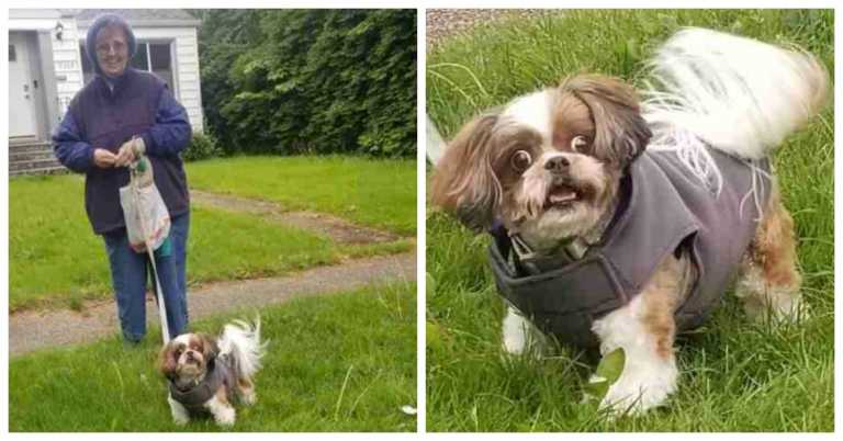 Dog Has The Best Reaction After Bumping Into Her Groomer On The Street