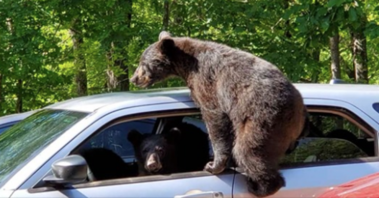 Guy Walks Outside And Finds An Entire Family Of Bears In His Car