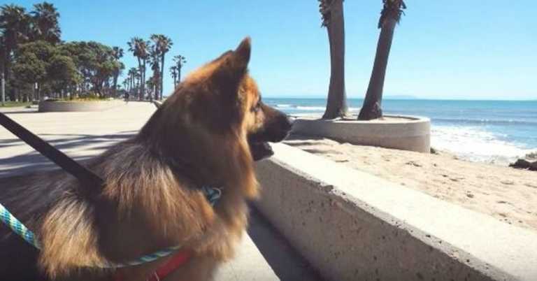 Poor Dog Has Been Chained Up His Entire Life. Watch His Reaction When He First Sees The Ocean