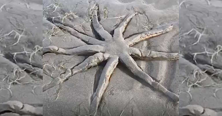 Beach-Goer Films Giant 9-Legged Sea Star Slowly Unsticking From Mud And ‘Walking’ Over The Sand