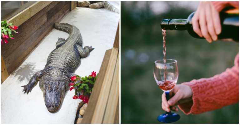 An 11-Foot Alligator Broke Into A Florida Home And Went Straight For The Owner’s Wine