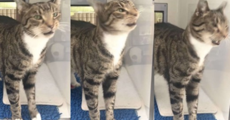 Nobody Will Adopt This Cat Because Of His Cute Habit: Sneezing!