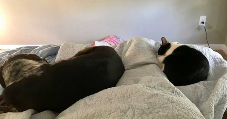 7 Important Reasons You Should Make Sure Your Pet Sleeps In Your Bed