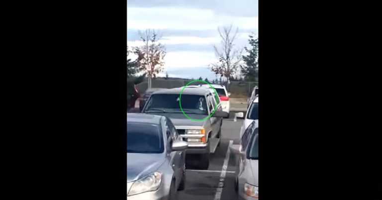 Dog Casually Lays On Horn After Being Left In Car While Owner Shops