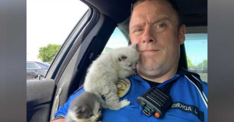 Police Officer Responds To Shoplifting Call & End Up Saving Some Very Snuggly Kittens.