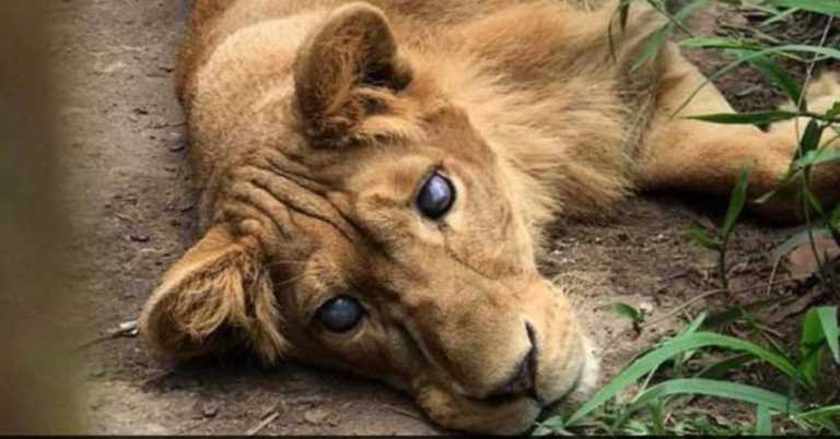 Zoo Considered Lion A “Breeding Mistake”, Kept Her In Tiny 3-foot Enclosure Away From Customers.