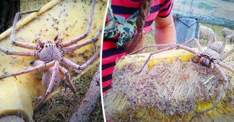 Woman Finds Huge Spider The Size Of A Dinner Plate And Decides To Rescue It Rather Than Kill It