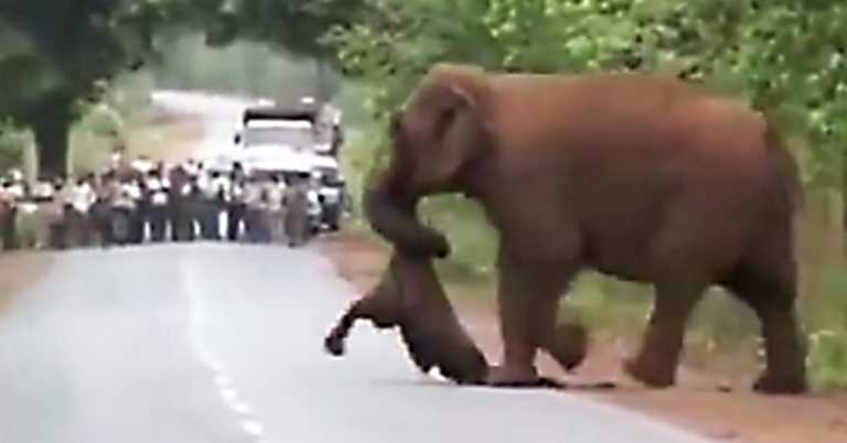 Video Shows Elephants Taking Part In Dead Calf’s ‘Funeral Procession’