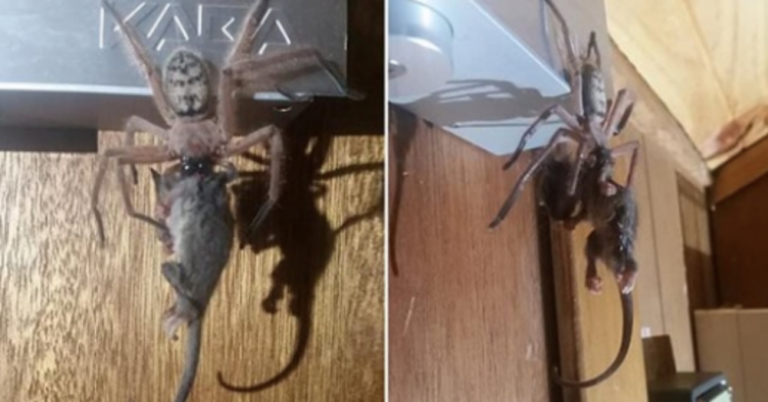 They Stumbled Across A Spider Eating An Entire Possum, And The Pictures Are Terrifying