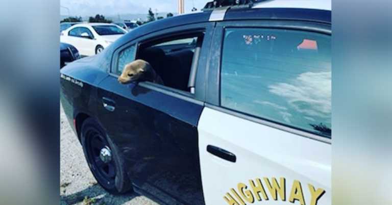 Cops “Arrest” Sea Lion Who Held Up Traffic & The Pics Are Adorable.