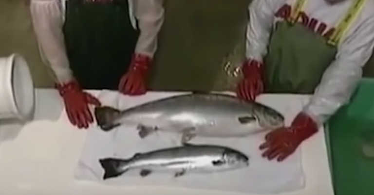 5 Things To Consider When Buying Salmon